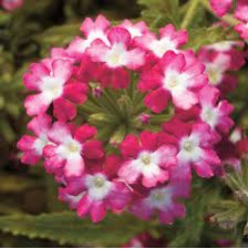 Seminte VERBENA hybrida OBSESSION Twister Red 1000s