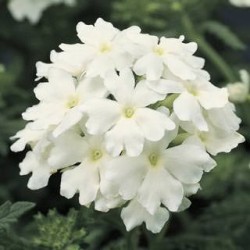 Seminte VERBENA hybrida OBSESSION White 1000s