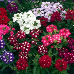 Seminte VERBENA hybrida OBSESSION Mix 1000s