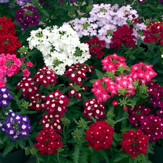 Seminte VERBENA hybrida OBSESSION Mix 1000s