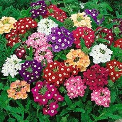Seminte VERBENA hybrida OBSESSION Mix with Eye 1000s