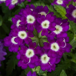 Seminte VERBENA hybrida OBSESSION Purple Shade with Eye 1000s