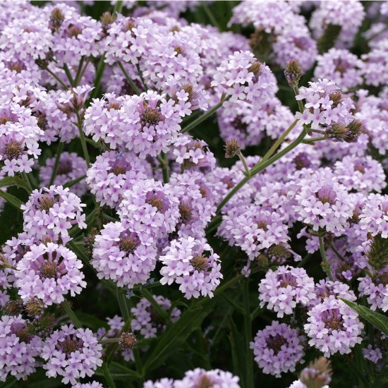 Seminte VERBENA rigida POLARIS 1000s