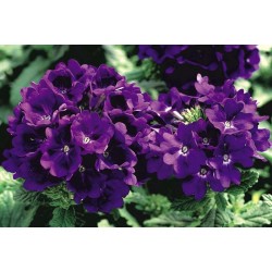 Seminte VERBENA hybrida TUSCANY Blue 1000s