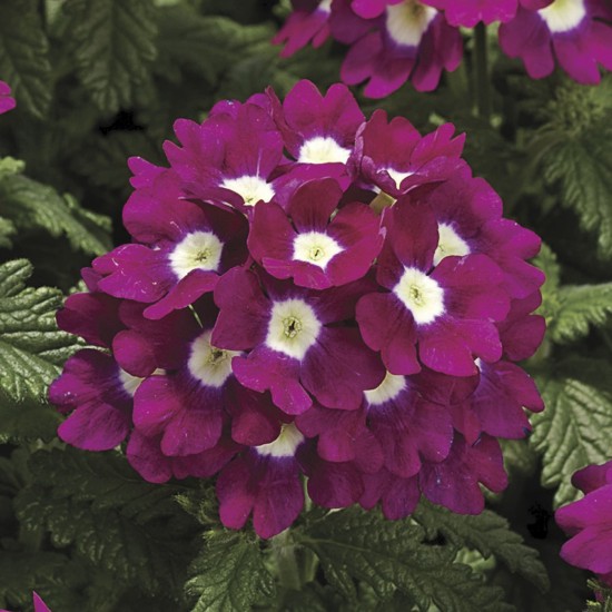 Seminte VERBENA hybrida TUSCANY Burgundy with Eye 1000s