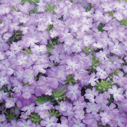 Seminte VERBENA hybrida TUSCANY Lavender Picotee 1000s
