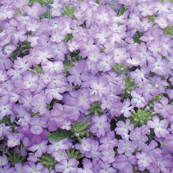 Seminte VERBENA hybrida TUSCANY Lavender Picotee 1000s
