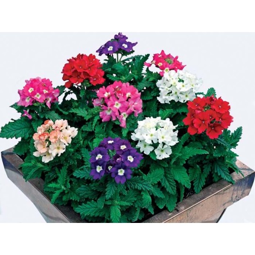 Seminte VERBENA hybrida TUSCANY Mix 1000s