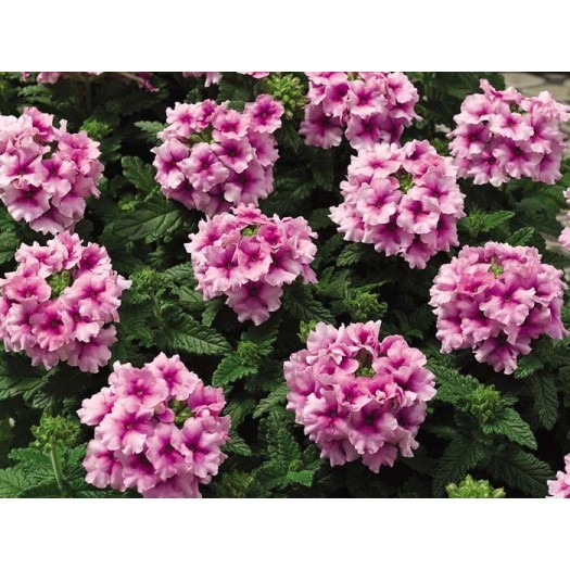 Seminte VERBENA hybrida TUSCANY Orchid Frost 1000s