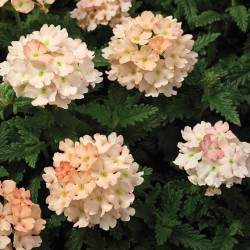 Seminte VERBENA hybrida TUSCANY Peach 1000s