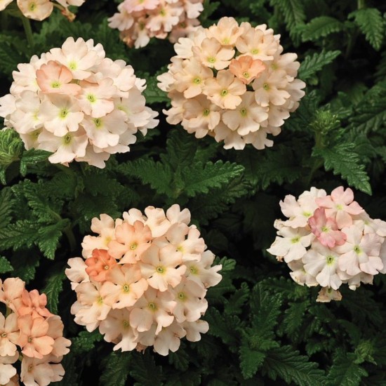 Seminte VERBENA hybrida TUSCANY Peach 1000s