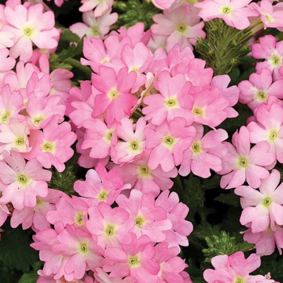 Seminte VERBENA hybrida TUSCANY Pink Picotee 1000s