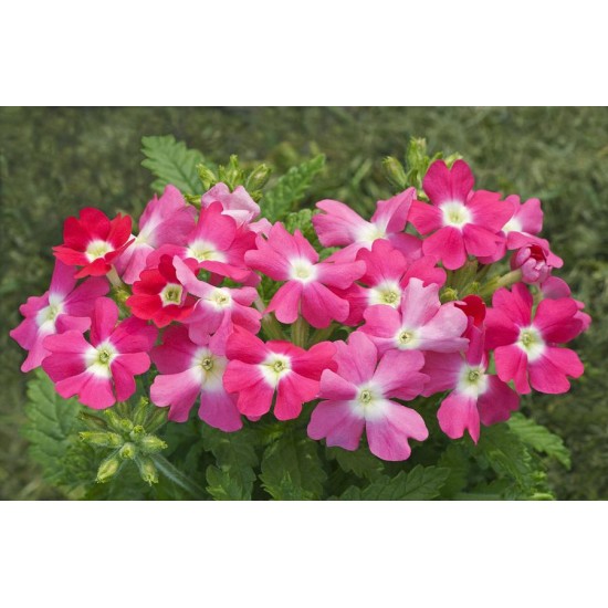 Seminte VERBENA hybrida TUSCANY Rose Eye 1000s