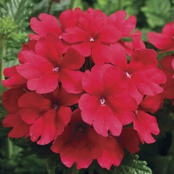 Seminte VERBENA hybrida TUSCANY Scarlet 1000s