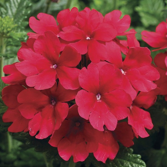 Seminte VERBENA hybrida TUSCANY Scarlet 1000s