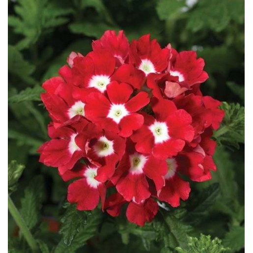 Seminte VERBENA hybrida TUSCANY Scarlet Eye 1000s