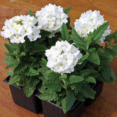 Seminte VERBENA hybrida TUSCANY White 1000s