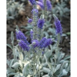Seminte VERONICA spicata Blue 1000s