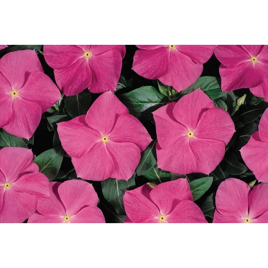 Seminte VINCA hybrida HEATWAVE Deep Rose 1000s
