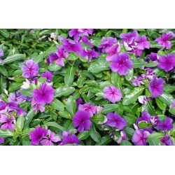 Seminte VINCA hybrida HEATWAVE Grape 1000s