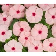 Seminte VINCA hybrida HEATWAVE Apricot 1000s