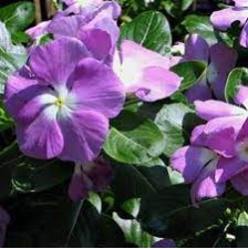 Seminte VINCA hybrida HEATWAVE Blue Eye 1000s