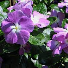 Seminte VINCA hybrida HEATWAVE Blue Eye 1000s