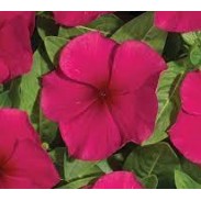 Seminte VINCA hybrida HEATWAVE Burgundy 1000s