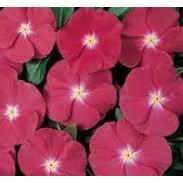 Seminte VINCA hybrida HEATWAVE Cherry 1000s