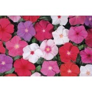 Seminte VINCA hybrida HEATWAVE Mix 1000s
