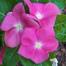 Seminte VINCA hybrida HEATWAVE Orchid 1000s