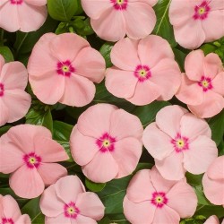 Seminte VINCA hybrida HEATWAVE Peach 1000s