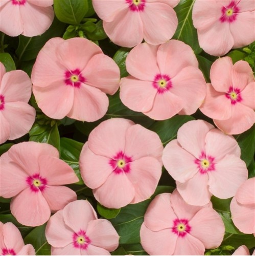 Seminte VINCA hybrida HEATWAVE Peach 1000s