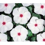 Seminte VINCA hybrida HEATWAVE Peppermint 1000s