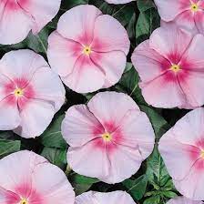 Seminte VINCA hybrida HEATWAVE Pink 1000s