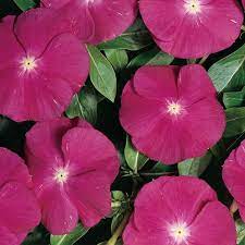 Seminte VINCA hybrida HEATWAVE Raspberry 1000s
