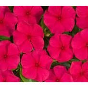 Seminte VINCA hybrida HEATWAVE Red 1000s