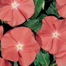 Seminte VINCA hybrida HEATWAVE Santa Fe 1000s