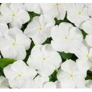Seminte VINCA hybrida HEATWAVE White 1000s