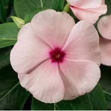 Seminte VINCA hybrida SUNSTORM Apricot 1000s