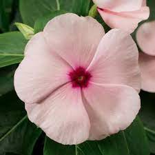 Seminte VINCA hybrida SUNSTORM Apricot 1000s