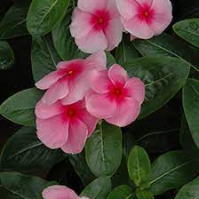 Seminte VINCA hybrida SUNSTORM Blush1000s