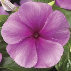 Seminte VINCA hybrida SUNSTORM Deep Lilac 1000s