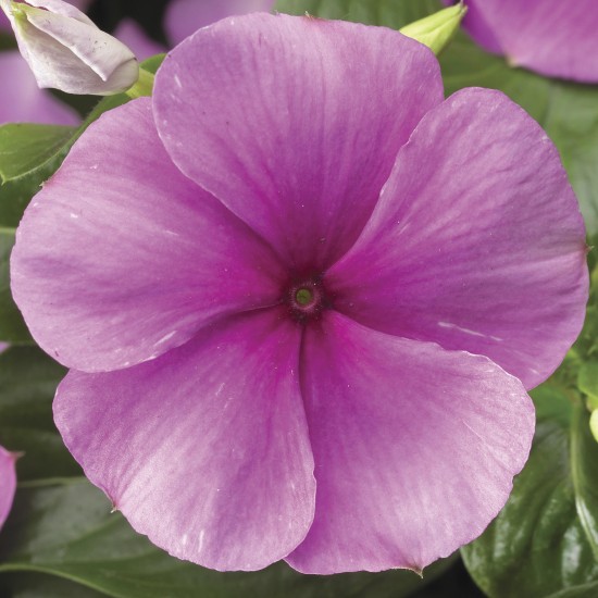 Seminte VINCA hybrida SUNSTORM Deep Lilac 1000s