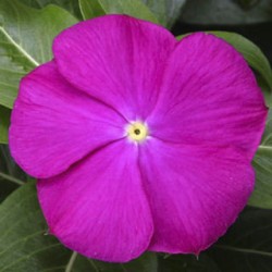 Seminte VINCA hybrida SUNSTORM Deep Orchid 1000s