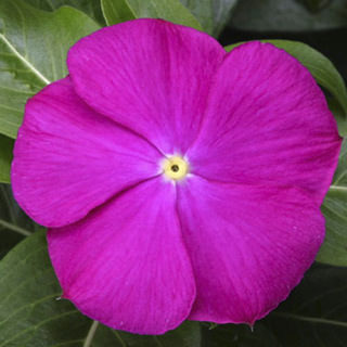 Seminte VINCA hybrida SUNSTORM Deep Orchid 1000s