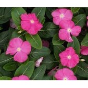 Seminte VINCA hybrida SUNSTORM Deep Pink 1000s