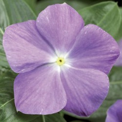Seminte VINCA hybrida SUNSTORM Light Blue 1000s