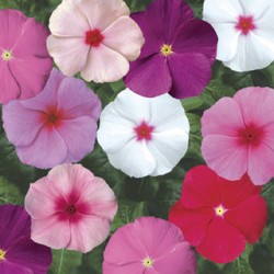 Seminte VINCA hybrida SUNSTORM Mix 1000s