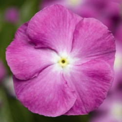 Seminte VINCA hybrida SUNSTORM Orchid Halo 1000s
